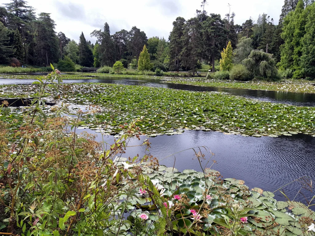 Marshall's Lake at Bedgebury National Pinetum, photographed on a summer day. The Christmas trail runs after dark through the pinetum; this is not a picture of it